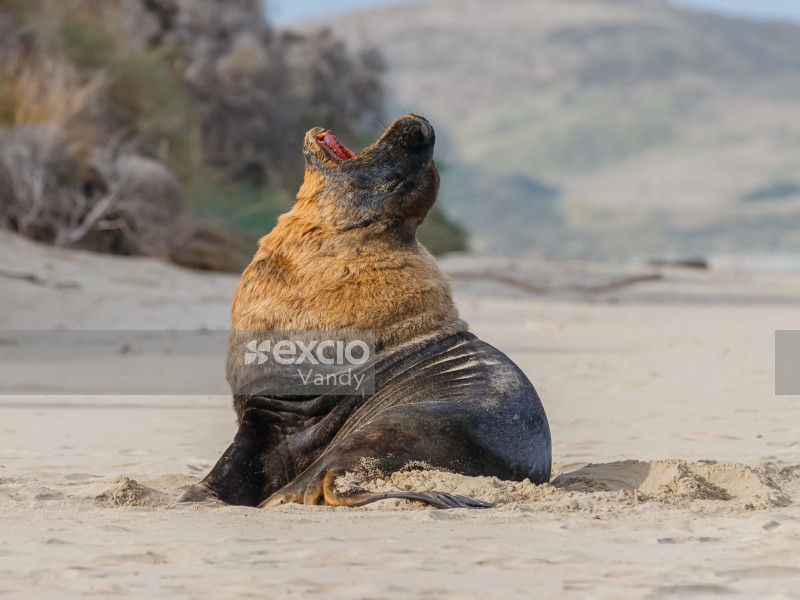 Hooker’s Seal Lion