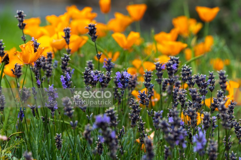 Lavendar and poppies