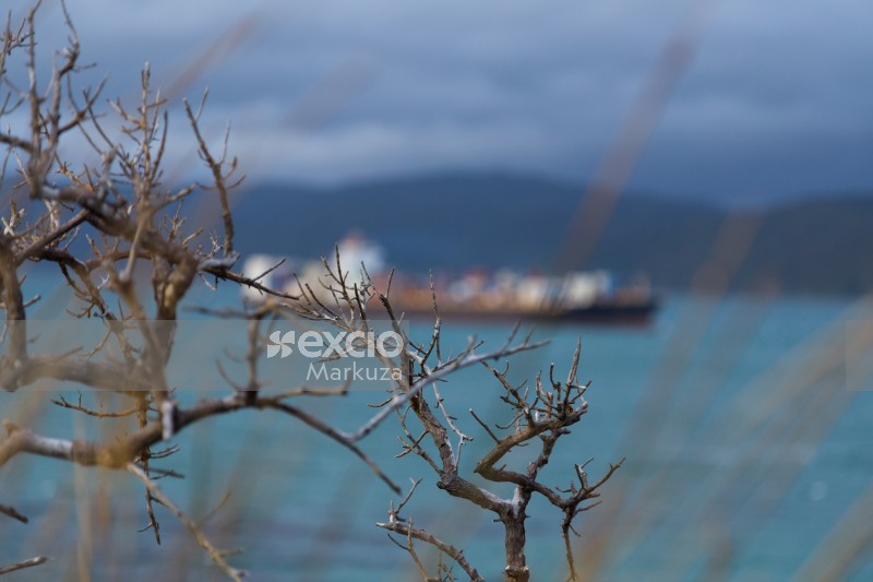 Leafless tree with cargo ship bokeh