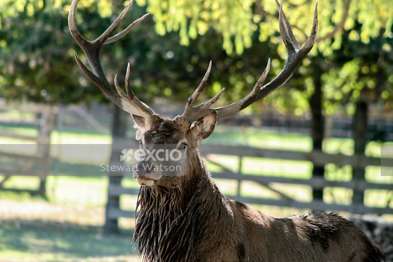 Huge majestic stag