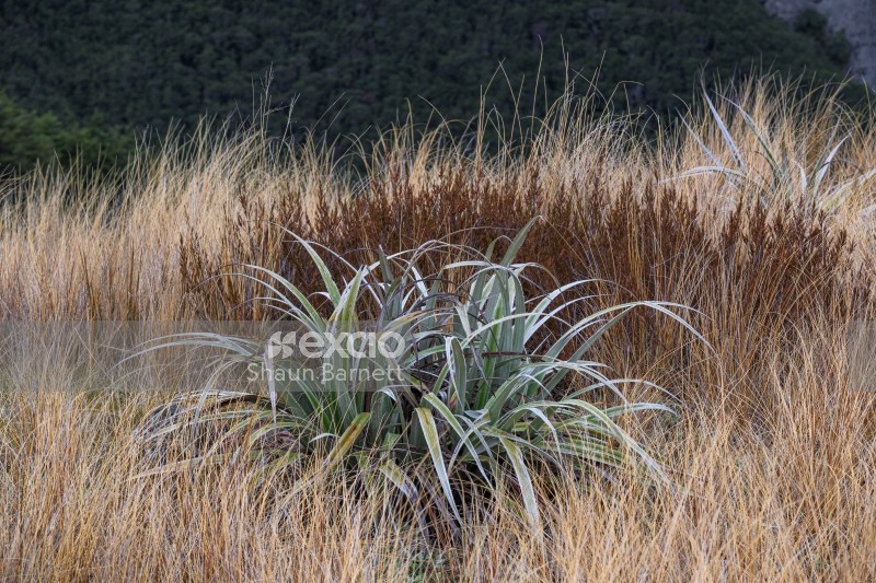 Alpine plants, Cupola Basin