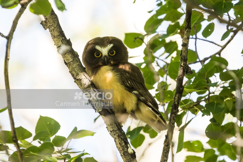 Northern Saw-whet owlet