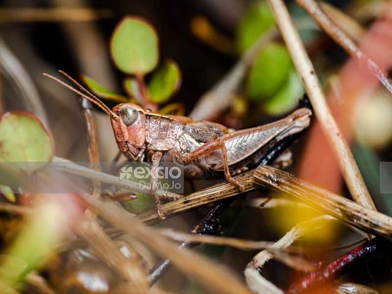 New Zealand Grasshopper