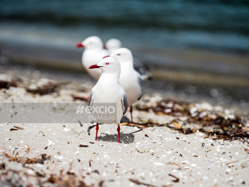 Red-billed Gulls Beach