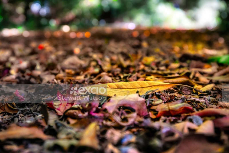 Abstract autumn leaves