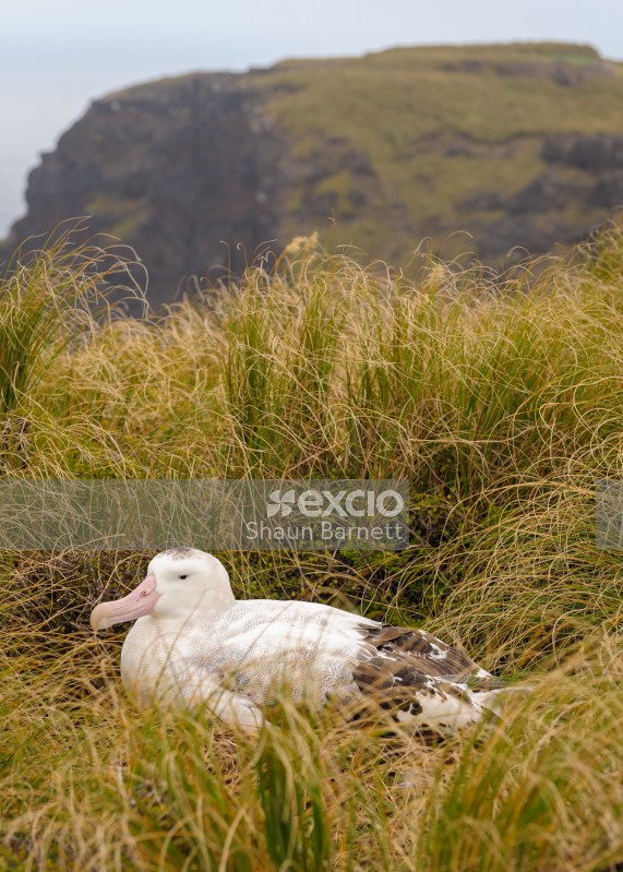Gibson's wandering albatross