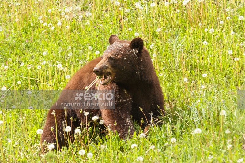 Brown Bear in Dandelion field