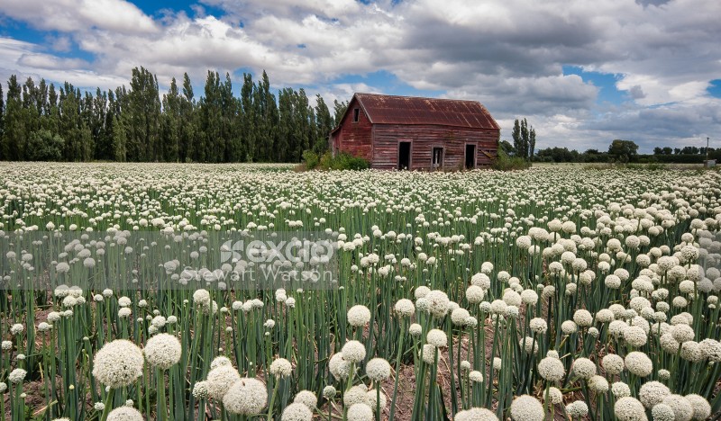 Red barn and onions