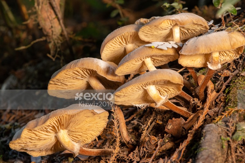 Group of shrooms