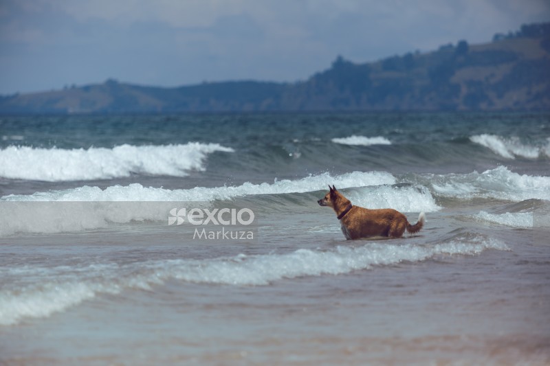 Dog in the waves