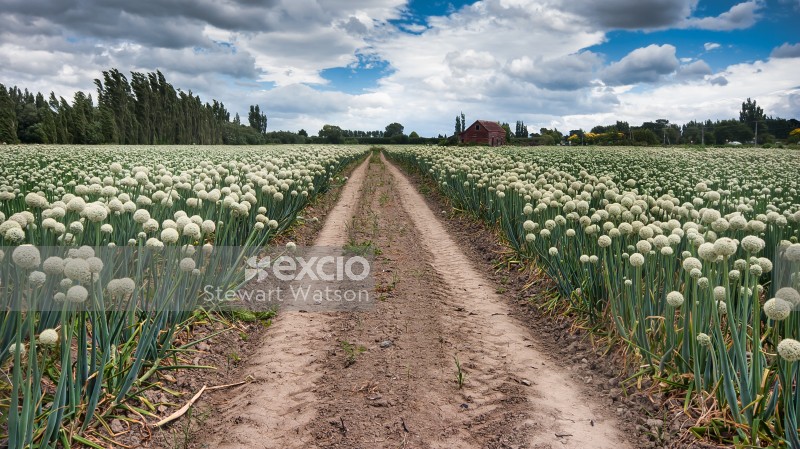 Pathway through the onion crop