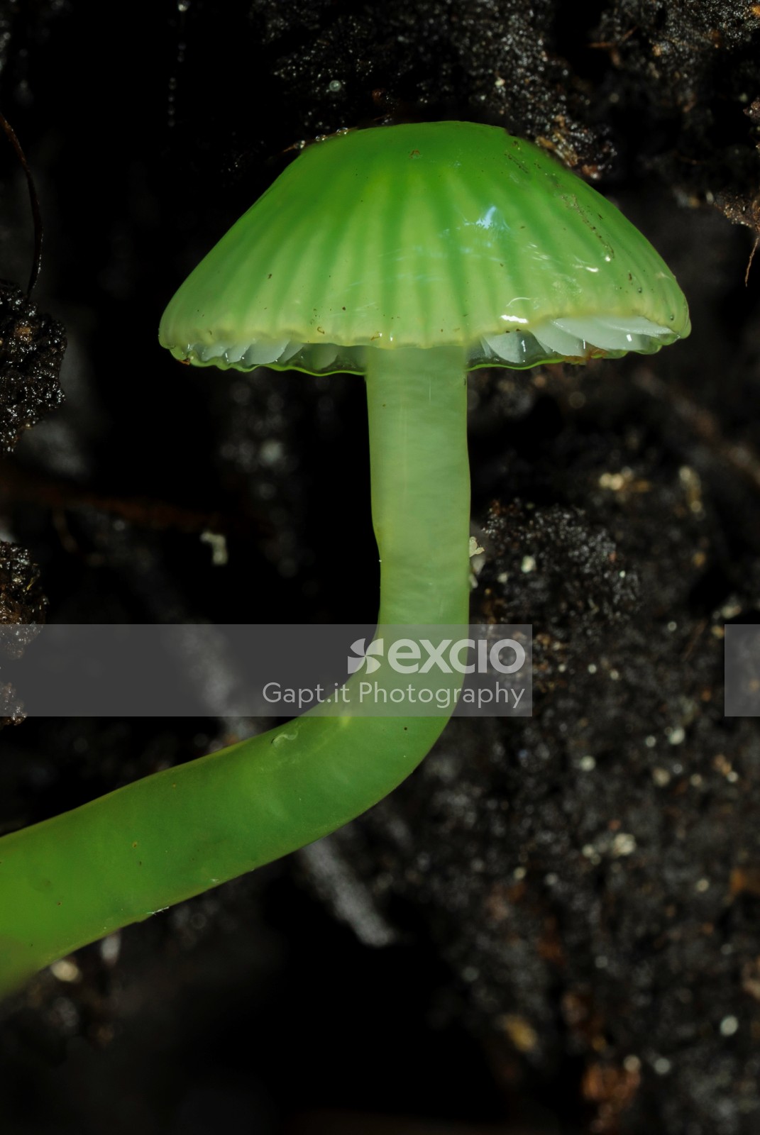 Gliophorus graminicolor 3