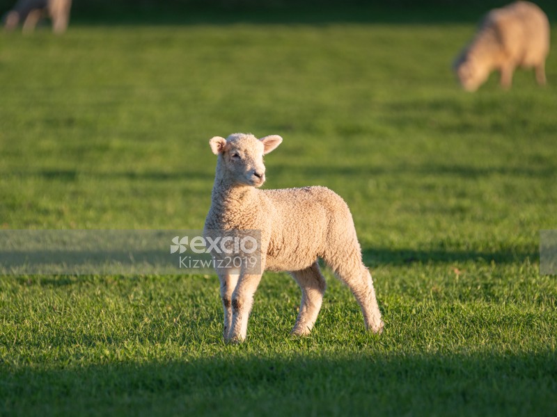 Alert lamb