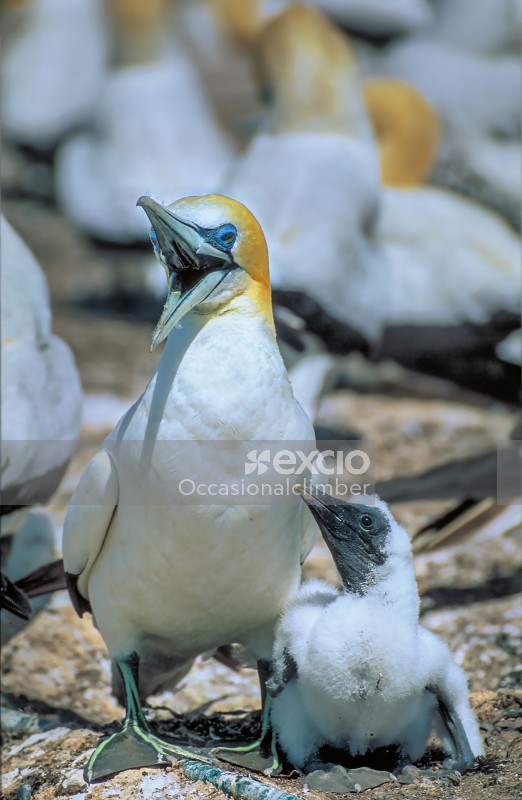 Gannets, Cape Kidnappers