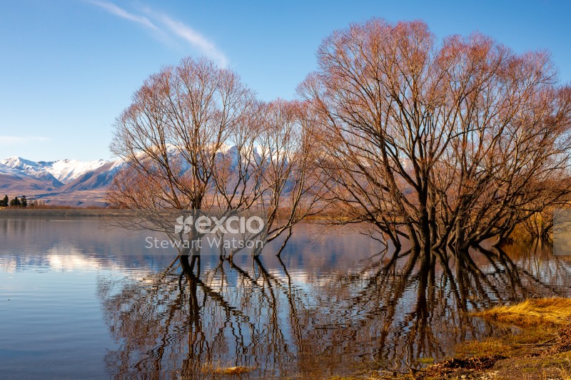 Lake Alexandrina willow tree reflections