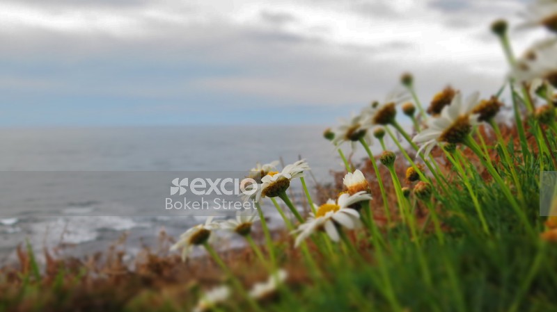 Common daisy, Chamomile, Oxeye daisy, Mayweed