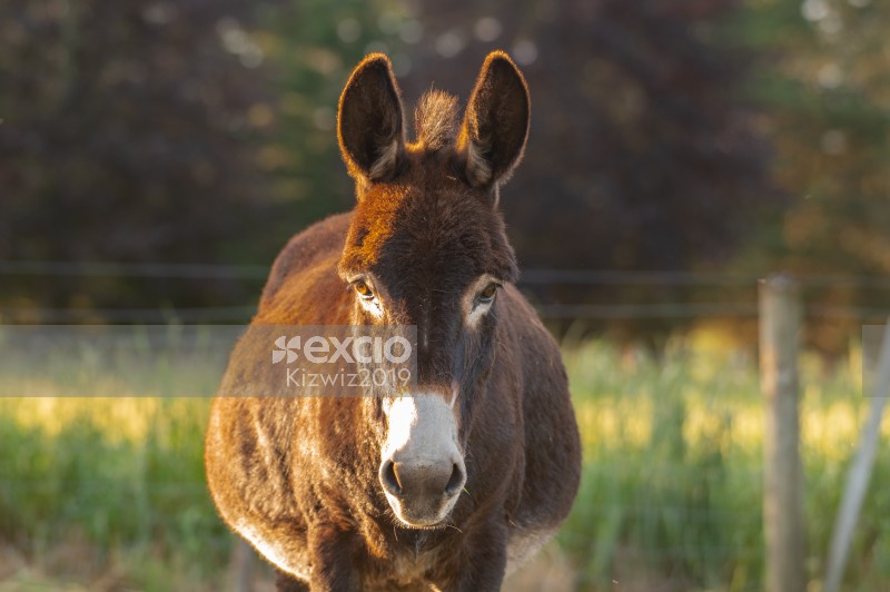 Brown Donkey