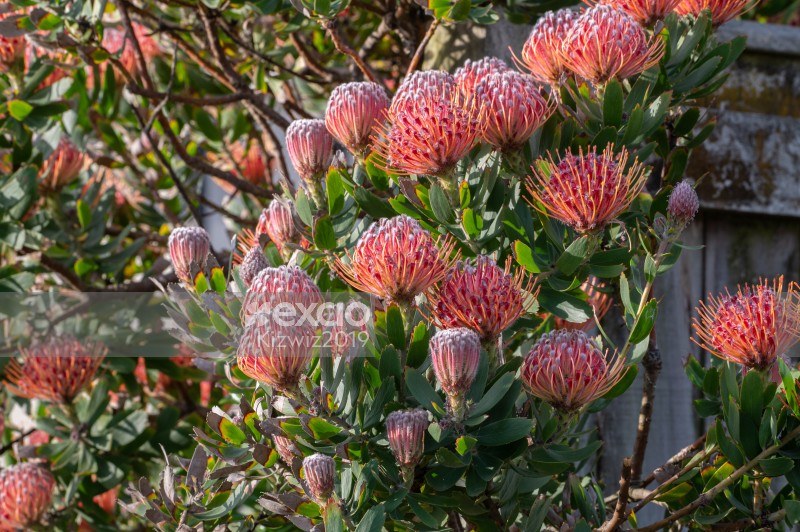 Protea bush