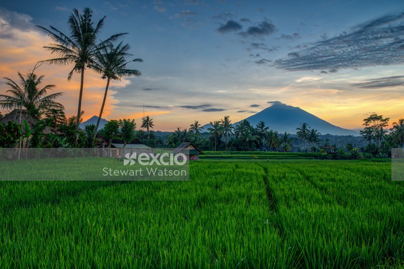 Volcanic ricefields at sunrise