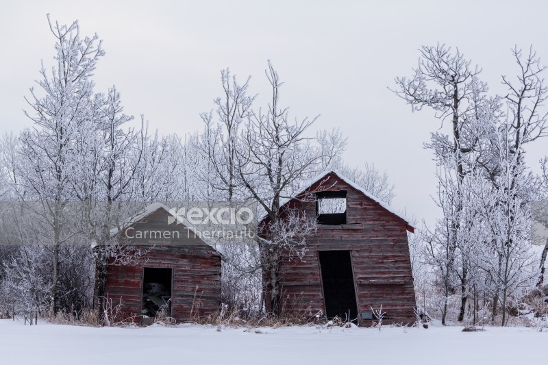 Abandoned barns