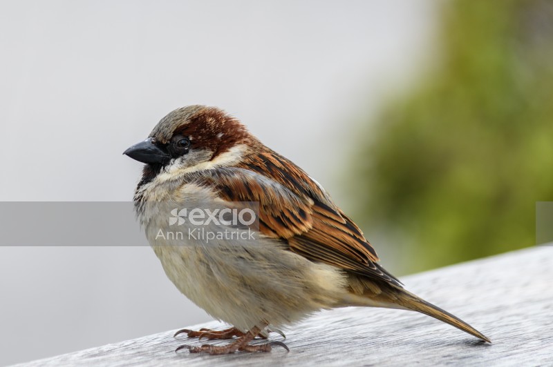 Hungry sparrow