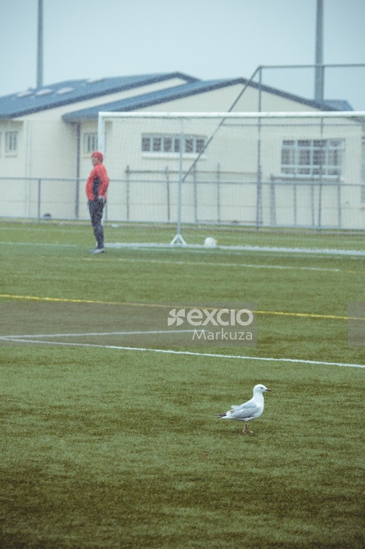 Seagull in the rain on football field - Sports Zone sunday league