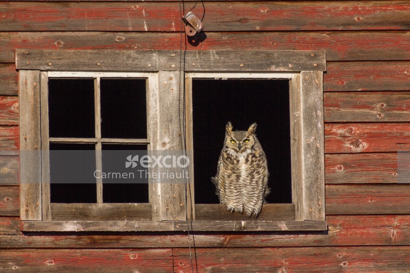 Owl in barn window