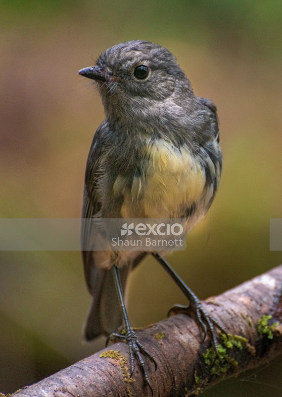 South Island robin, Paparoa