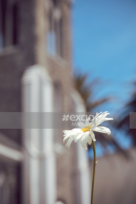 Daisy and bell tower bokeh