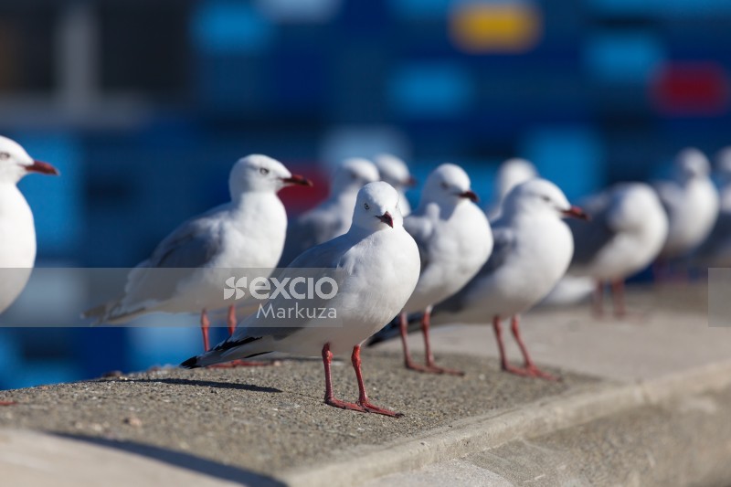 Lyall Bay's seagulls