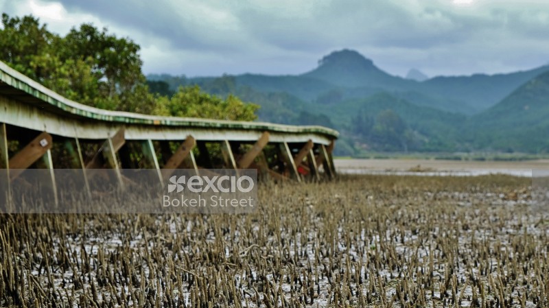 Wheat field near a river