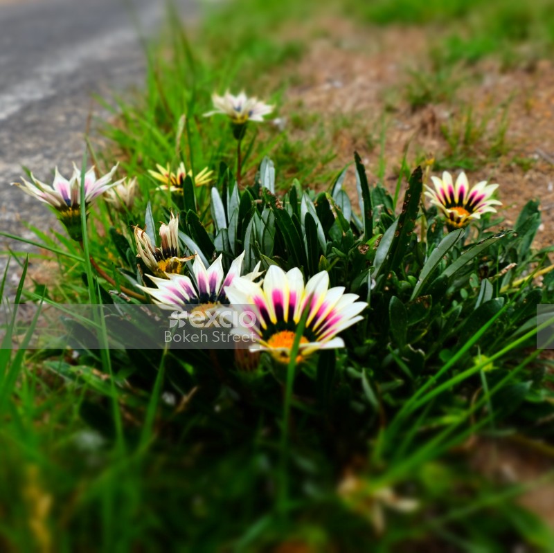 Gazania rigens flowers at Coromandel