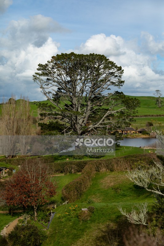 Hobbiton giant tree and pond