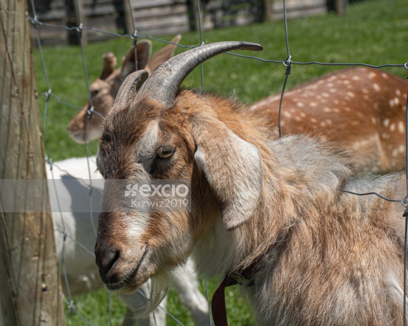 Pushy goat
