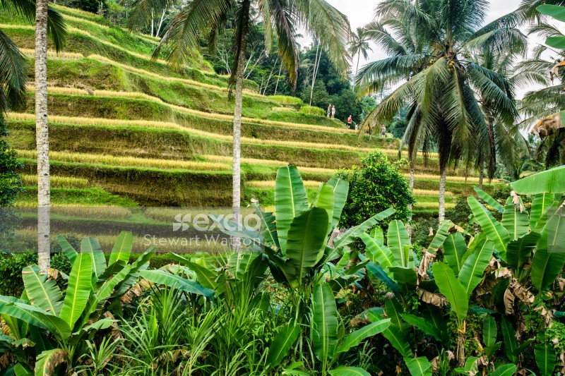 Balinese rice Terrace