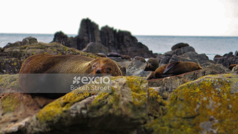 Sea lions napping on a rocky seashore