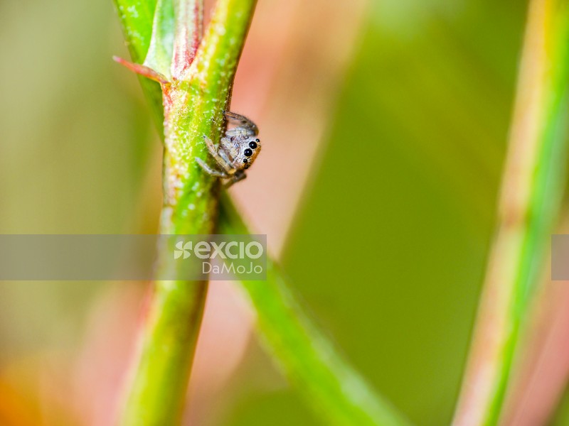 Tiny Jumping Spider Outside