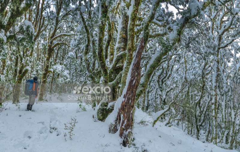 Tramper in snowy forest