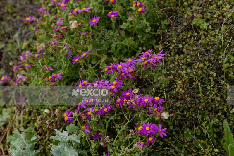 Purple groundsel coastal flowers