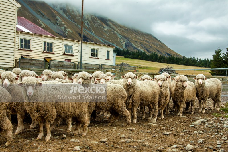 Sheep farming in the foothills of the Alps