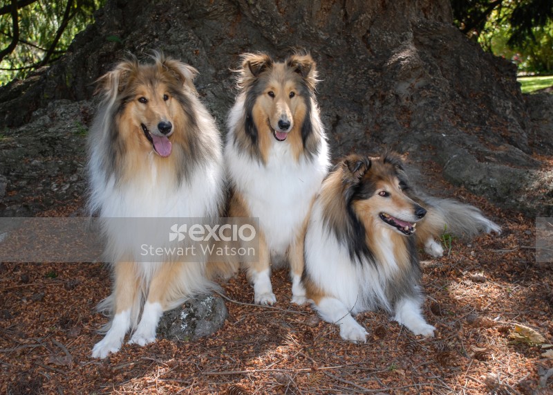 Rough Coated collies in the park