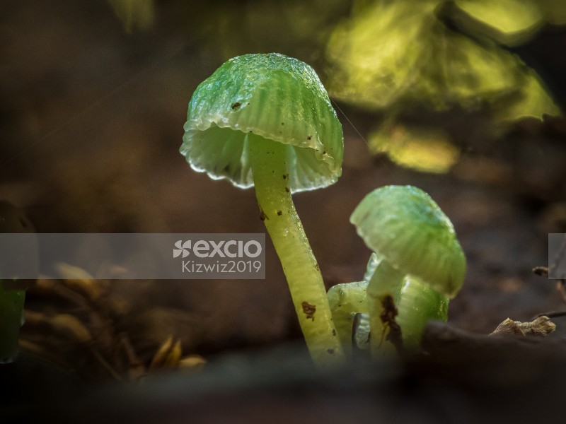 Green Mushrooms