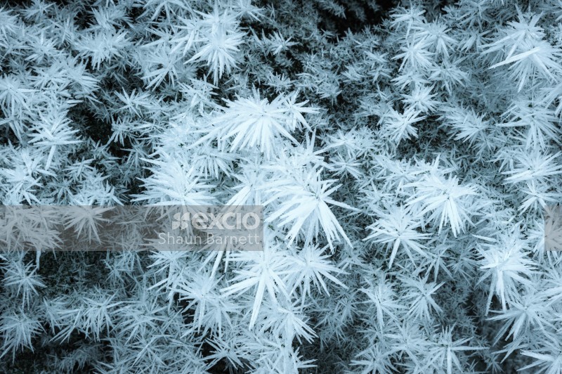 Frost needles, Kepler Track