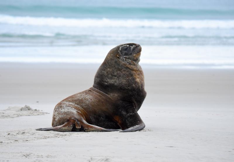 Sealion single resting on a beach