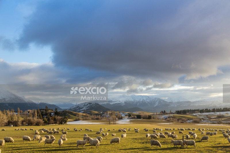 Golden hour grazing sheep