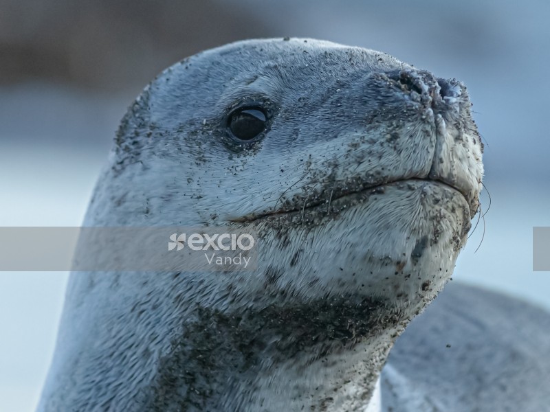 Juvenile Leopard Seal
