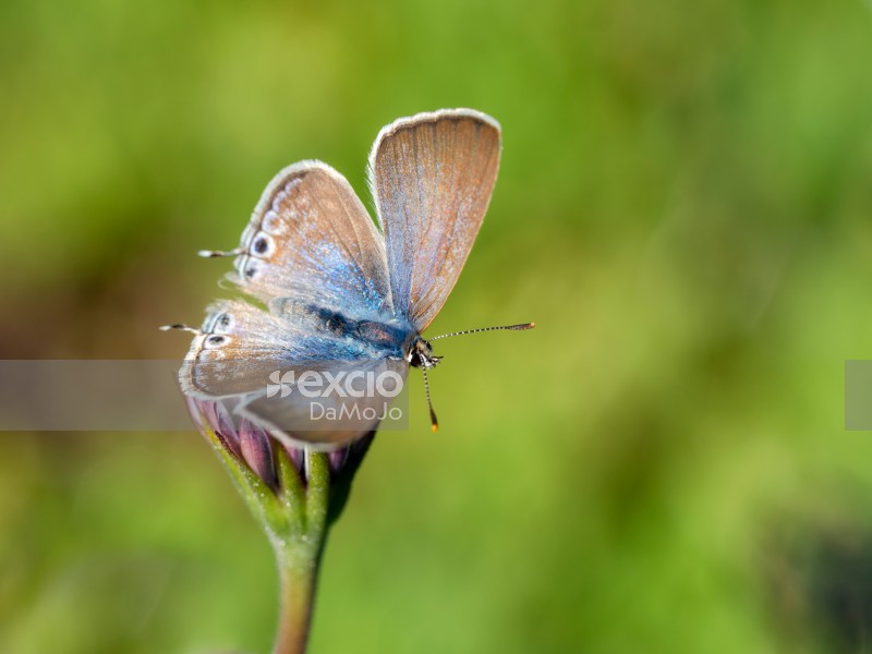 Long Tailed Blue Butterfly