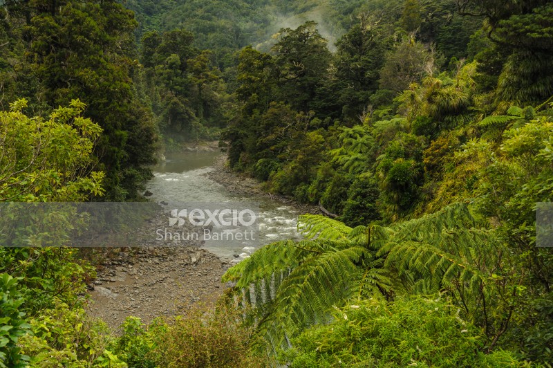 Forest and Hutt River, Kaitoke