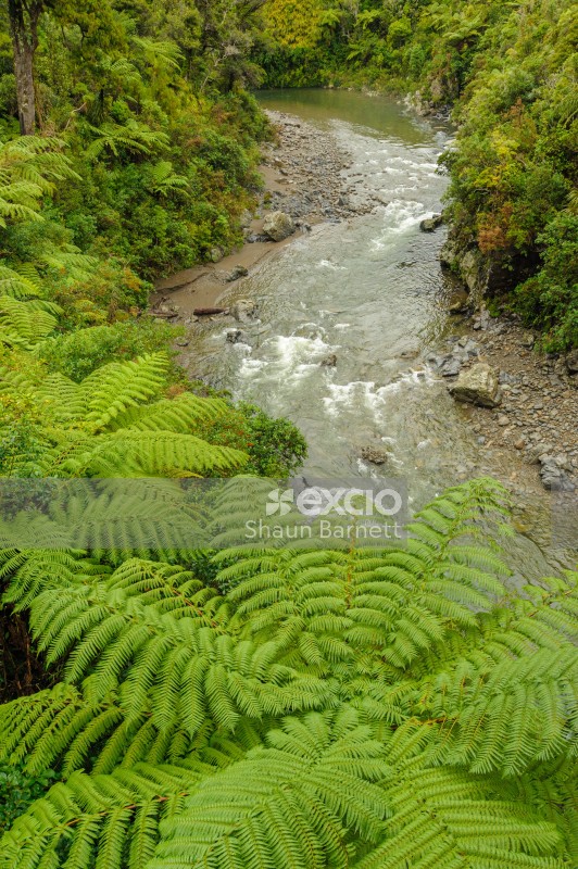 Tree fern, Hutt River, Kaitoke