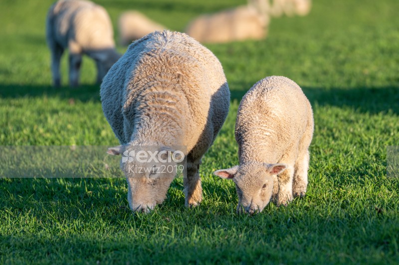 Ewe & Lamb Three
